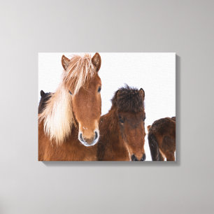 Schattige IJslandse paarden bij elkaar Canvas Afdruk