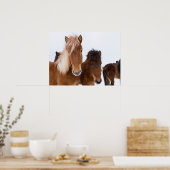 Schattige IJslandse paarden bij elkaar Poster (Keuken)