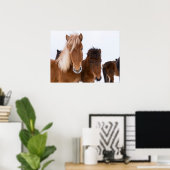 Schattige IJslandse paarden bij elkaar Poster (Thuiskantoor)