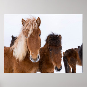Schattige IJslandse paarden bij elkaar Poster
