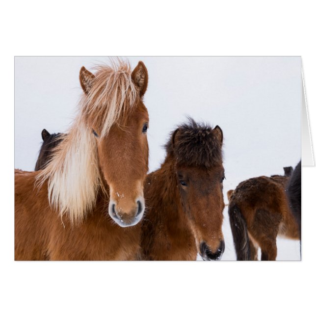 Schattige IJslandse paarden samen (Voorkant Horizontaal)