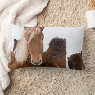 Schattige IJslandse paarden samen Kussen