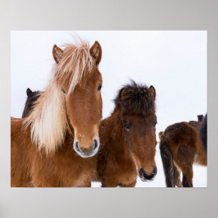 Schattige IJslandse paarden samen Poster