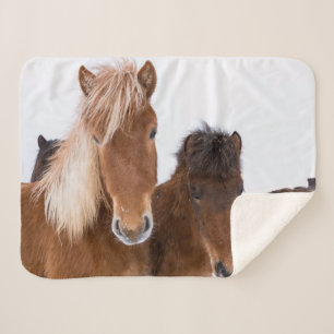 Schattige IJslandse paarden samen Sherpa Deken
