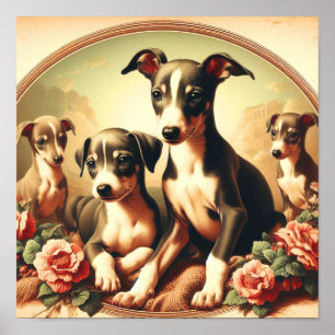  Schattige Italiaans Greyhound schilderij Poster