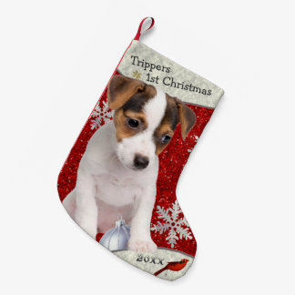 Schattige Jack Russell Puppy Kerstmis stoppen Kleine Kerstsok