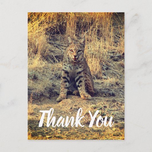Schattige jonge bobcat bedankt briefkaart (Voorkant)