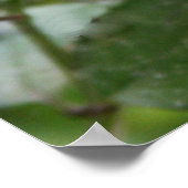 Schattige jonge Hummingvogels Foto Poster (Hoek)