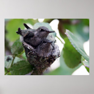 Schattige jonge Hummingvogels Foto Poster