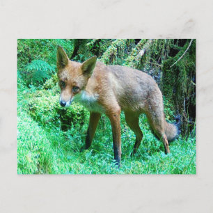 Schattige Jonge Rode Vos Welp Natuur Kunst Briefkaart
