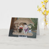 Schattige jubileum met poezen in argyle truien kaart (Gele Bloem)