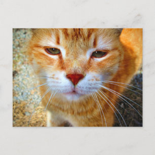 Schattige kaneelkat Vriendelijke kleine kat Briefkaart