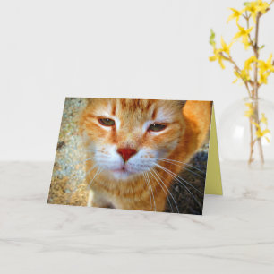 Schattige kaneelkat Vriendelijke kleine kat Kaart