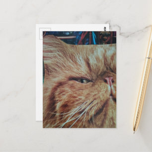 Schattige kaneelkleurige kat collage briefkaart