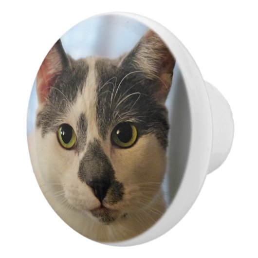 Schattige kat keramische knop (Rechts)