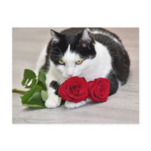 Schattige kat met de rode roos
