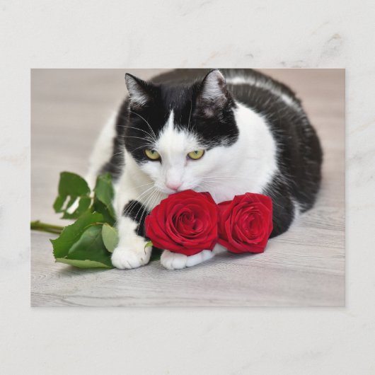 Schattige kat met de rode roos briefkaart (Voorkant)