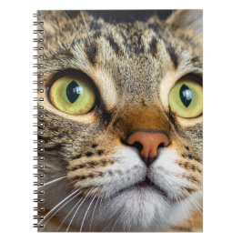 Schattige kat notitieboek