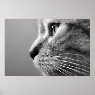 schattige kat poster