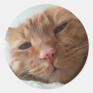 schattige kat ronde sticker