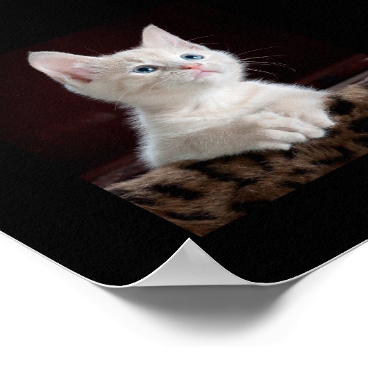 Schattige katje opzoeken poster (Hoek)