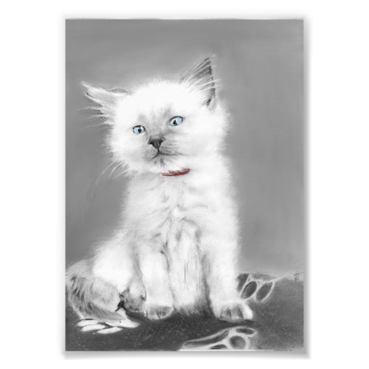 Schattige katjes foto afdruk (Voorkant)