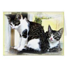 schattige katten