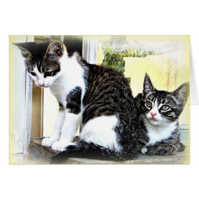 schattige katten (Voorkant Horizontaal)