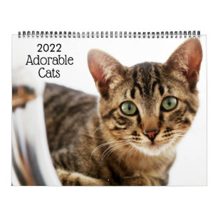 Schattige Katten 2022 Kalender