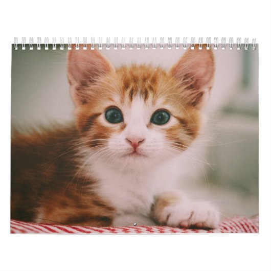Schattige Katten Eenvoudig Modern Kalender (Hoes)
