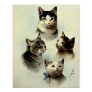 Schattige katten perfect poster
