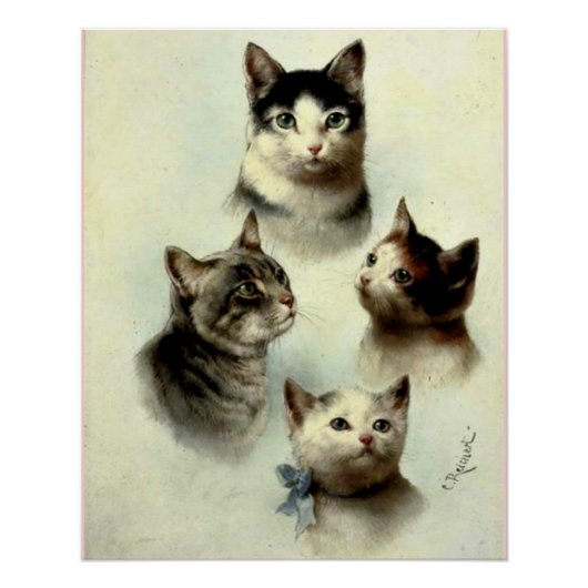 Schattige katten perfect poster (Voorkant)