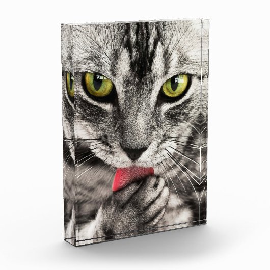 Schattige kattenportretfotoblok fotoblokken (Links)