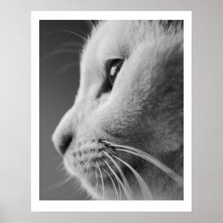 Schattige kattenprofielportret - zwart en wit poster
