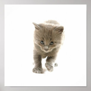 schattige keuken poster