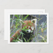 Schattige kijken rode panda DIY Briefkaart (Voorkant / Achterkant)