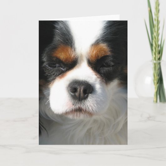 Schattige King Charles Spaniel Wenskaarten Kaart (Voorkant)
