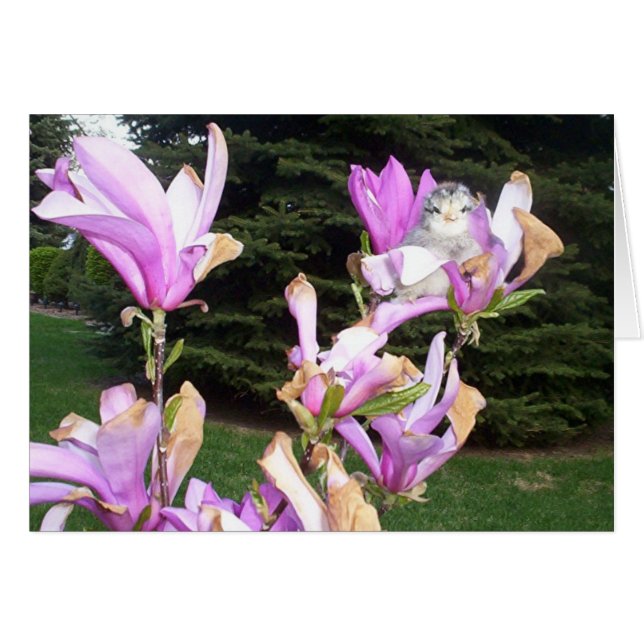 schattige kip in een bloem (Voorkant Horizontaal)