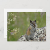 schattige kistmop op rots briefkaart (Voorkant / Achterkant)