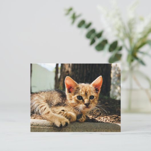 Schattige Kitten Briefkaart (Staand voorkant)