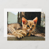Schattige Kitten Briefkaart (Voorkant / Achterkant)