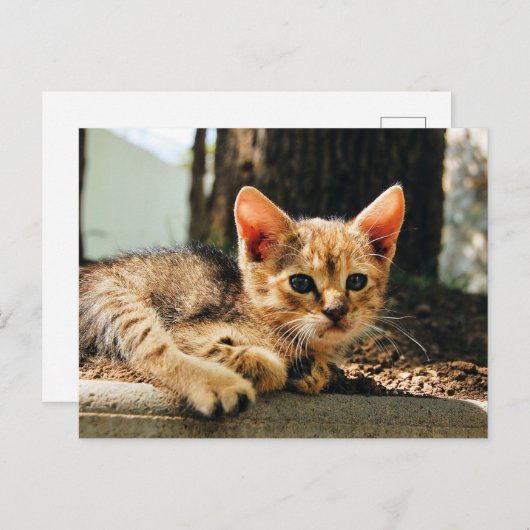 Schattige Kitten Briefkaart (Voorkant / Achterkant)