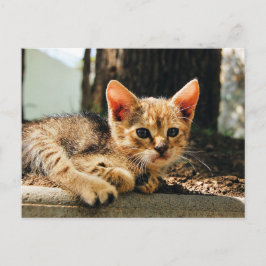 Schattige Kitten Briefkaart