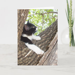 Schattige kitten denkt aan je kaart