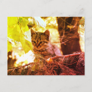 Schattige Kitten Foto Ansichtkaart Briefkaart