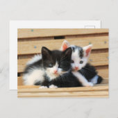 Schattige Kitten Friends Briefkaart (Voorkant / Achterkant)