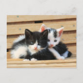 Schattige Kitten Friends Briefkaart (Voorkant)