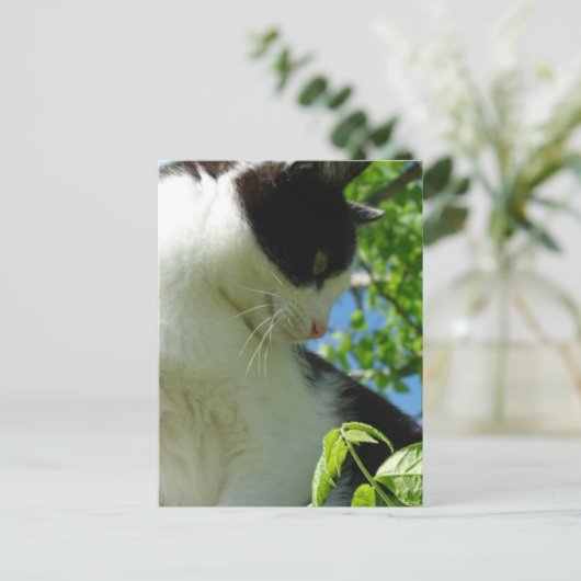 Schattige kitten in een boom briefkaart (Staand voorkant)