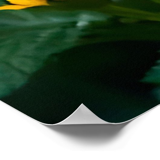 Schattige kitten met blauwe ogen poster (Hoek)