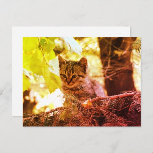 Schattige Kitten Photo Briefkaart (Voorkant / Achterkant)